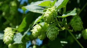 hops